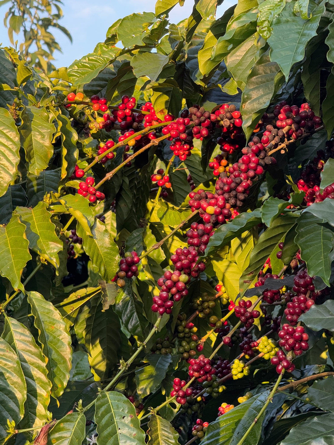 Beanhop Coffee Roastery