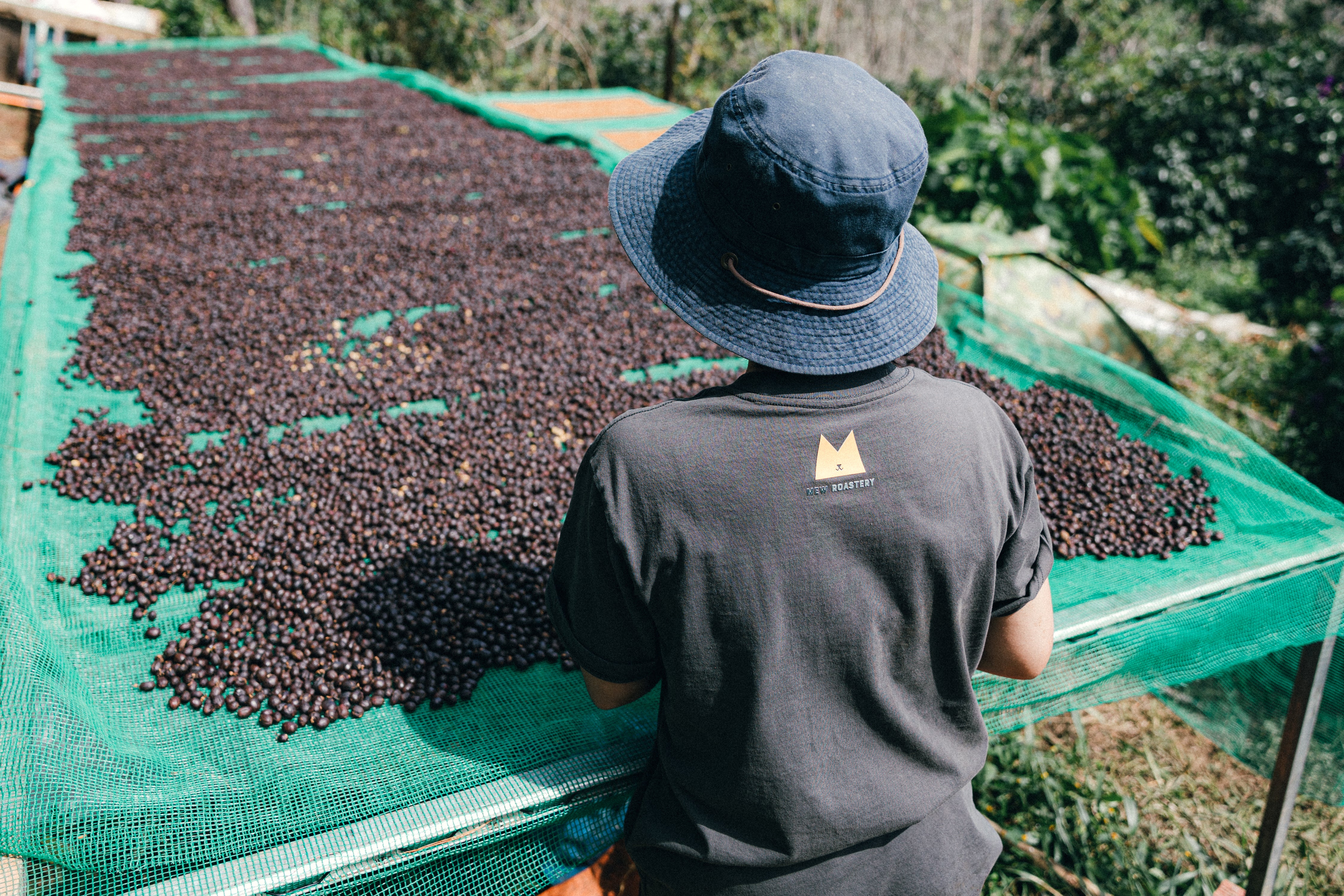 Mew Roastery